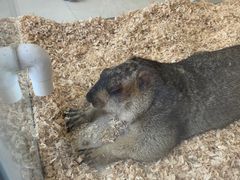 -怪兽屋·羊驼·猫咖·狗咖(俊华广场店)