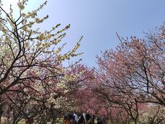 -无锡梅园公园