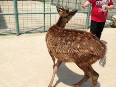-安徽大青山野生动物世界