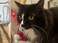 -有猫主题·治愈系猫咖(曾厝垵店)