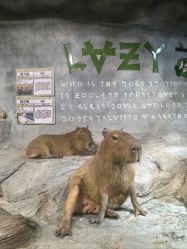 -Zoolung Zoolung动物主题公园(海信广场店)