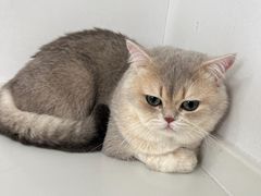 -天使宠物医院·犬猫分诊(彩虹店)