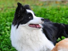 -艾吉宠物医院·疑难杂症转诊中心·猫友好(碧江路院)