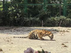-上海野生动物园老虎餐厅
