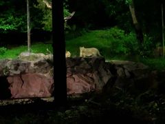 -夜间野生动物园