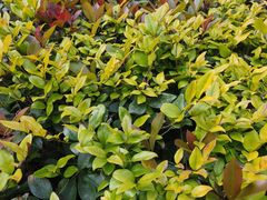 -上海佘山国家森林公园天马山园