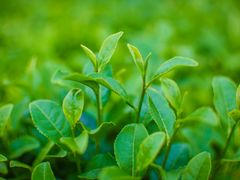 -敬亭山风景名胜区