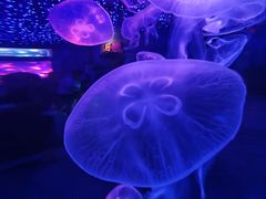 -皇家海洋乐园