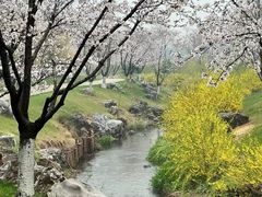 -羊山湖公园