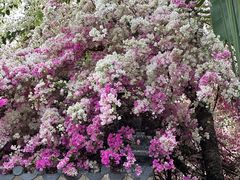 -深圳国际园林花卉博览园