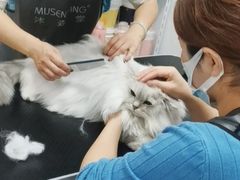 -山宅一喵德文卷毛猫舍