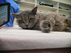 -佳雯宠物医院·皮肤科·内外科(春晓路分院)