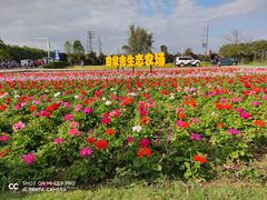 门口花是全景点最好看的了-迪茵湖田家舍生态农场