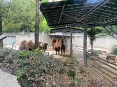 -成都动物园