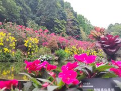-深圳仙湖植物园