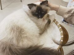 -共舞时光猫咖·狗咖(新街口店)
