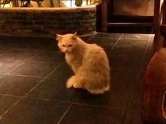 充满灵性的小妖-西塘明榉坊客栈