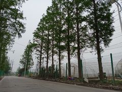 -喜杨洋草莓采摘园