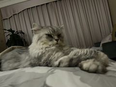 -北京观赏动物医院·24小时大型综合·猫专科·异宠专科