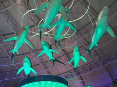 -烟台海昌鲸鲨海洋公园