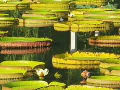 -国家植物园南园