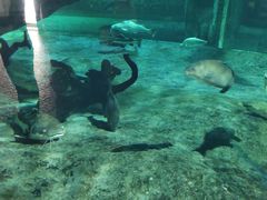 -华夏文旅海洋公园