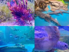 -多彩贵州城极地海洋世界
