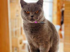 -猫的茶·猫咖