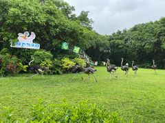 -广州长隆飞鸟乐园