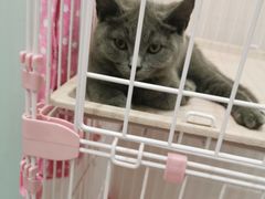 -酷豆宠物咖啡·宠物美食·撸猫馆