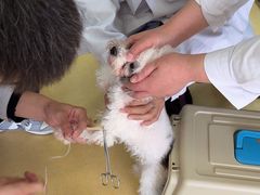 -皮特动物医院(24小时店)