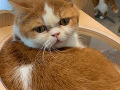 -飞行喵MR PILOT|猫舍·猫咖(静安大融城店)