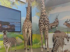 -陕西自然博物馆