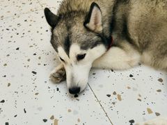 -Husky Go!哈士奇体验馆·宠物咖啡厅狗咖