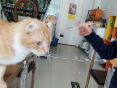 -平行世界·猫咖(首经贸店)