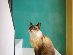 -飞行喵MR PILOT|猫舍·猫咖(静安大融城店)