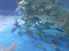 -石家庄海洋公园