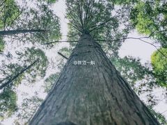 -黄海国家森林公园