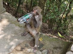 -黔灵山公园