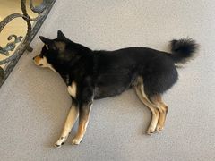 -喜柴咖啡·柴犬狗咖