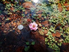 -杭州植物园