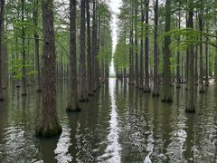 -渌洋湖湿地公园