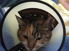 -关爱宠物医院·猫科中心·消化科(滨湖万达分院)