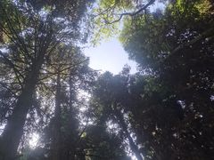 -武陵山森林公园