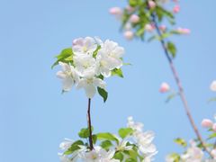 -海棠花溪(元大都城垣遗址公园)