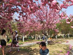 -古柏渡飞黄旅游区