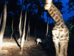 -清迈夜间动物园