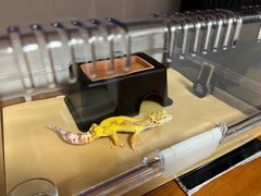 -酷以爬仙阁实体爬宠店·守宫·蜥蜴·专业繁育