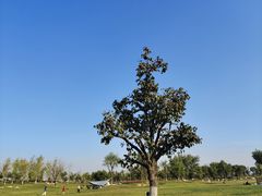 -汉长安城未央宫国家考古遗址公园