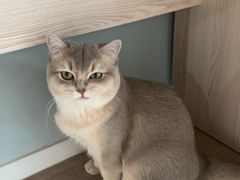 -comecome来吧宠物(奥克斯中心店)